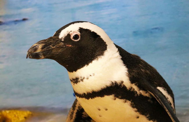 Tampa ZooQuarium Ticket - Photo 2