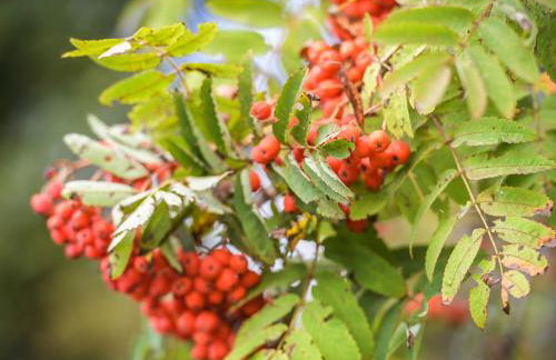 Ferienwohnungen Familie Junge - Foto 32