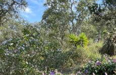 Três Figos - Foto 65