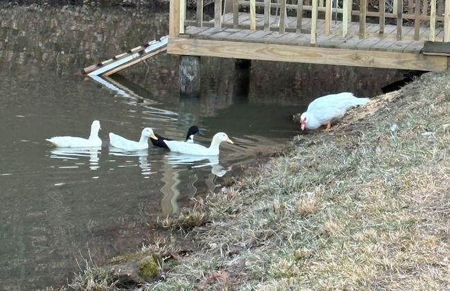 Newly Listed-Private 25-Acre Escape Near Red River Gorge - Foto 76