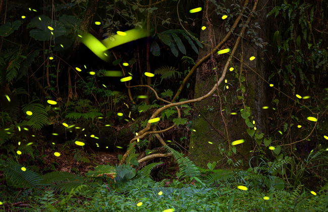 Tirolina en la presa de Umécuaro + Avistamiento de luciérnagas - Foto 1