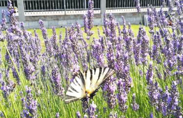 Appartamento Lavanda - Casa vacanza nel Delta del Po - Foto 10