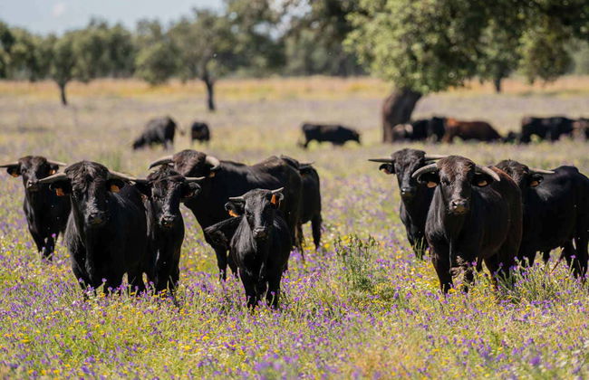 Tour del toro en 4x4 por los Llanos de Olivenza - Photo 8