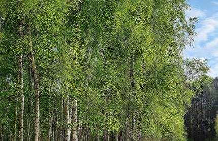 LasoNarium - Foto 38