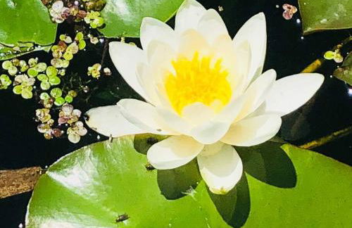 Silver Lake Cabin w/ Own Lake! (near Cooperstown) - Foto 75