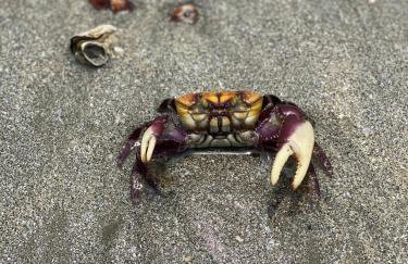 Fabuloso flat 241, Amarílis, Riviera de São Lourenço 3 Piscinas climatizadas carregador veiculo eletrico 2 quartos sendo uma suíte internet 500mb Adega, cozinha equipada completa, serviço de praia fim de semana limpeza trocas de toalhas, - Foto 51