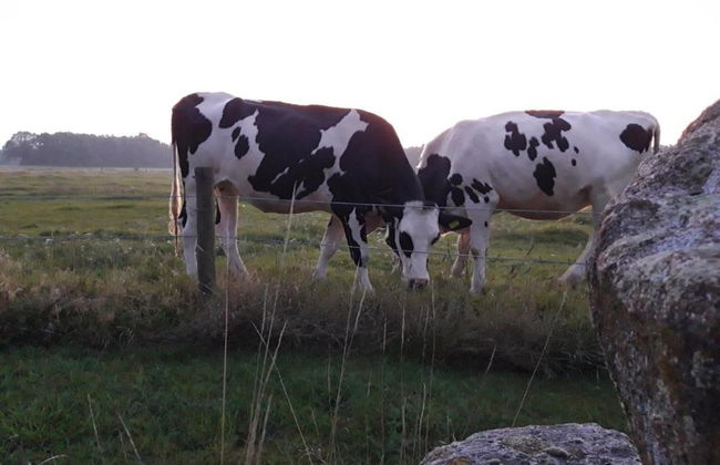 Bungalow With Fireplace, not far From Assen - Photo 25