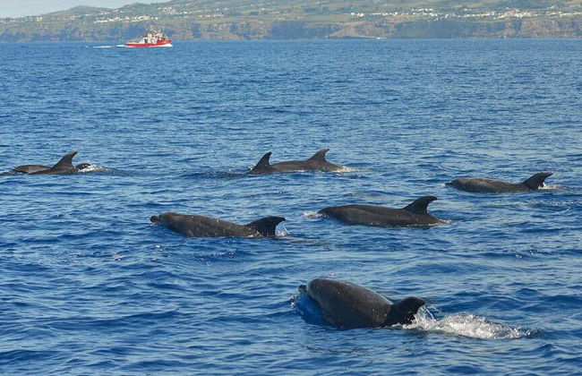 Observation de cétacés sur l'île de Pico - Photo 3