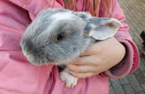 Haus Blume - Foto 48