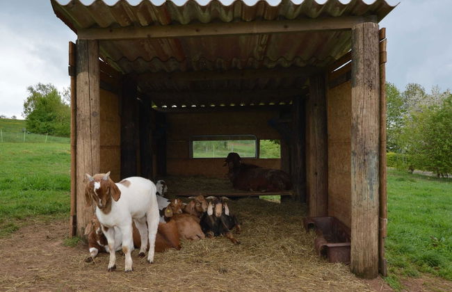 Comfy Apartment in Gransdorf With Garden - Foto 23