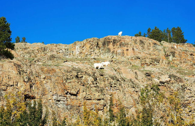 Réserve de faune du Yukon + Sources thermales d'Eclipse Nordic - Foto 7
