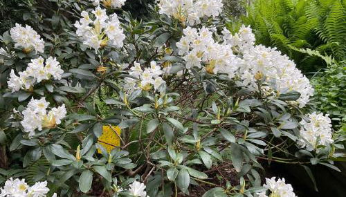 Waldtraum Wandlitzsee - Foto 3