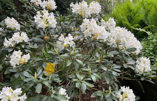 Waldtraum Wandlitzsee - Foto 3