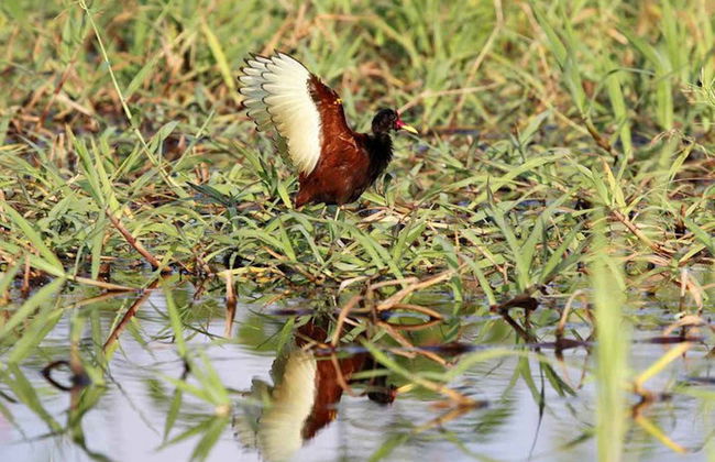 Tour por el canal do Jari - Foto 5