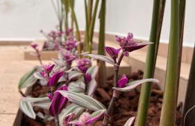 Elefanti Nani - Foto 42