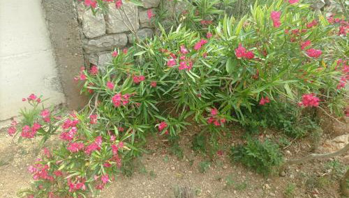 Holiday House Rose - Foto 4, Garden view