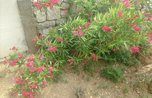 Holiday House Rose - Foto 4