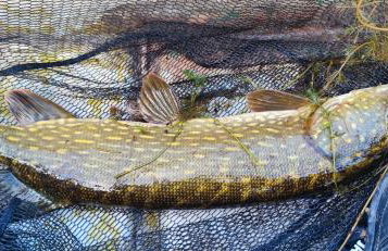 Piotiwo D1 - Foto 30