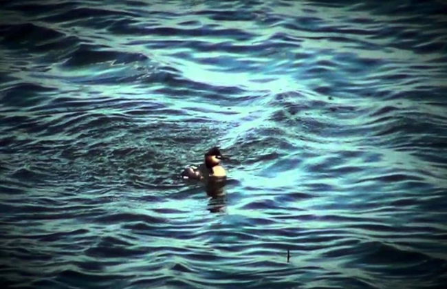 Pet-friendly Getaway With Pool - Foto 28