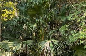 Chalé Laranja - Sítio Caldeirão - Foto 47