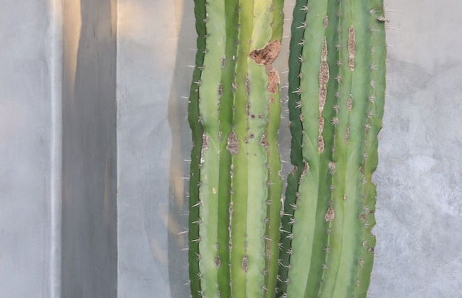 Suite Bali Casa Mexibali Troncones - Foto 13