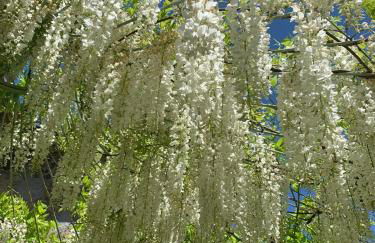 Madeleine: Luxury Villa in Italy - Foto 21