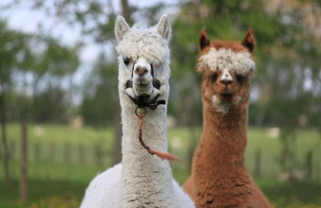 Cozy Villa with Garden near Wadden Sea - Foto 23