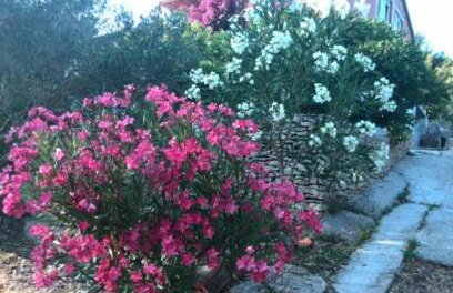 Apartment Pilatus Ošljak - Photo 7