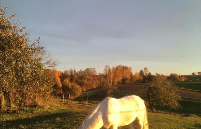 Ferienhof Löw - Photo 30