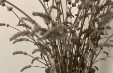 A Murella - maison de vacances à Oletta en Corse - Foto 66