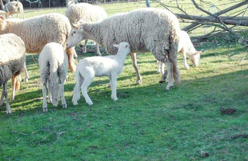 Spacious house with mountain view in Vila Fernando - Foto 18