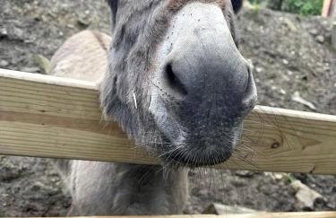 Remote Mountain A-Frame with BBQ Perfect for Nature Lovers in West Virginia - Foto 15