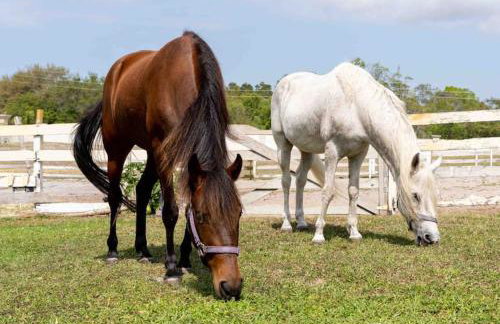 Tampa Bay Oasis - Foto 24