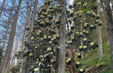 North Lodge Kilmun - Foto 80