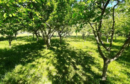 Tiny House Grabovac - Foto 26