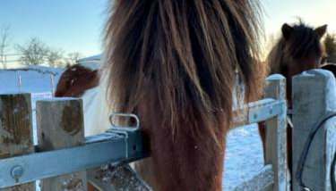 Stajnia Lipowo 45 - Foto 4