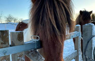 Stajnia Lipowo 45 - Foto 4