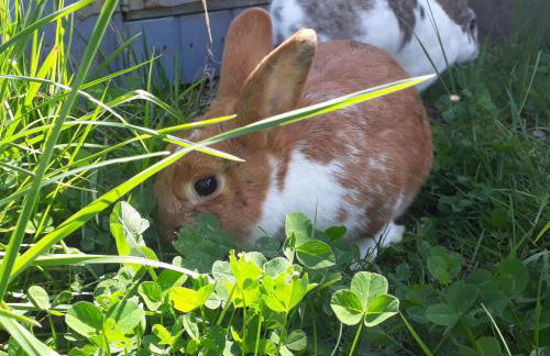 Ferienhof Wahls - Foto 31