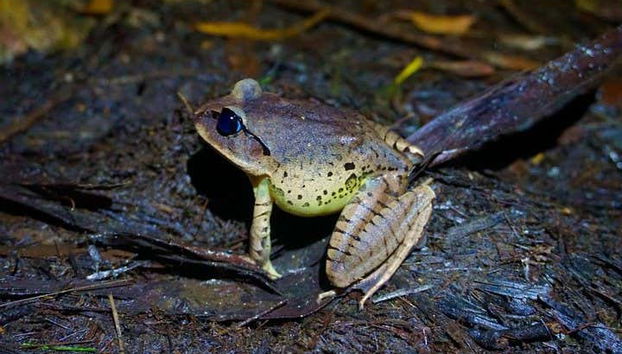 Glow Worm Caves Night Tour - Foto 3