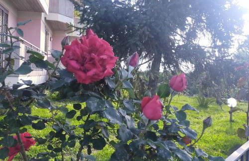 aranceto dell'Etna - Foto 21