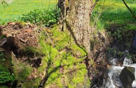 Ferienhaus Gut Haselbach im Erzgebirge - Foto 9