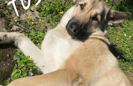Maison d'hôtes avec piscine à Saint Jean du Gard, Les Ecuries de la Magdelaine - Foto 57
