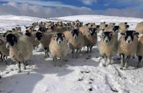 Labernum Cottage, Ingleton Village, Yorkshire Dales National Park, Famous Three Peaks, Near The Lake District, Pets Are Welcome, Direct Parking in front of the Cottage & Guest Parking - Foto 42