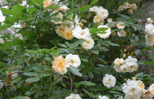 Charmante Maison en Granit Près de Tence - FR-1-582-134 - Foto 5