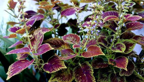 Casa Império - Azorean Boutique House - Photo 4