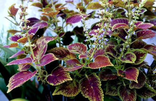 Casa Império - Azorean Boutique House - Photo 4