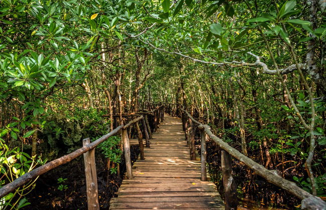 Excursión al Parque Nacional de Jozani - Foto 4