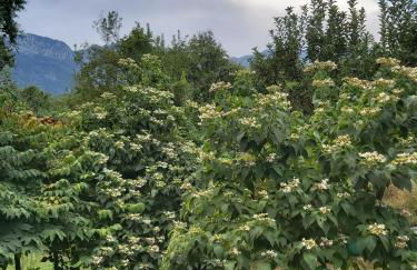 The Strawhouse under the mountain - Foto 33