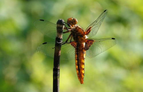 Apartment Green Elephant - Foto 41