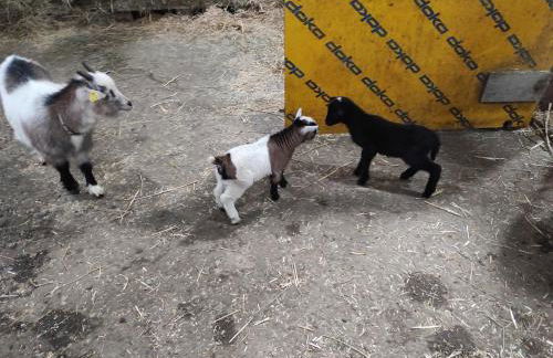 Pferdepension Jäger - Foto 12